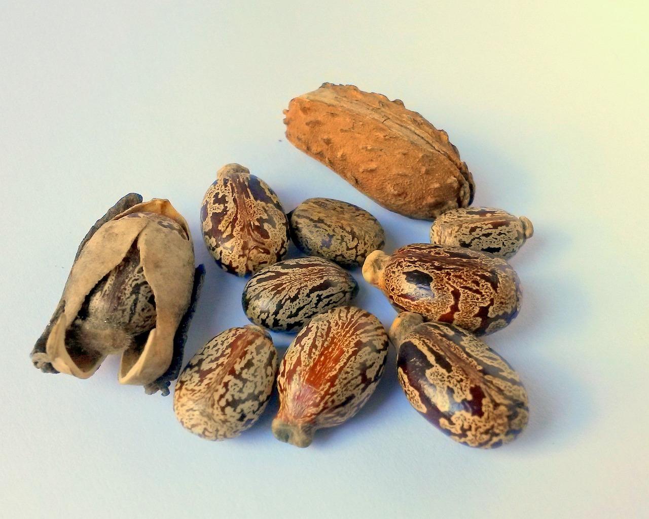 Benefit of castor oil around belly button