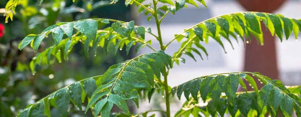 curry leaves magic herb benefits|