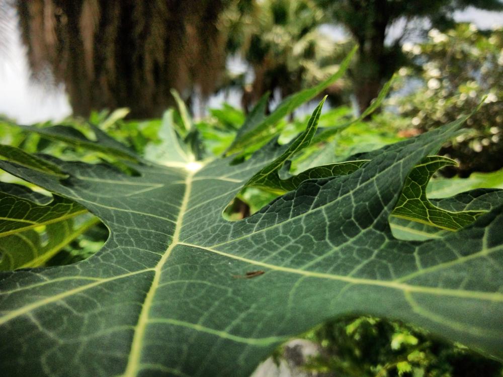 |papaya leaf