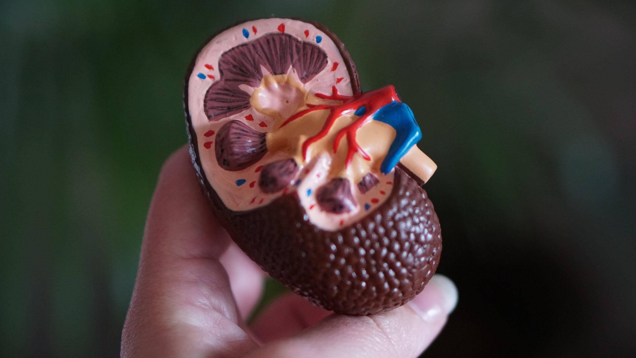 kidneys care inexpensive lifestyle changes